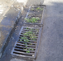 Catania, "fiorisce" l'erba dalle grate in piazza Cavour