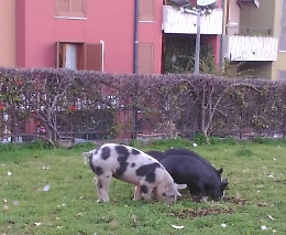 Maiali "al pascolo" in viale Lainò a Catania