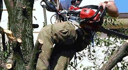 Taglia albero con la motosega, ma gli cade addosso e muore