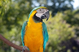 Pappagallo smarrito e recuperato a Palermo, torna dal suo padrone