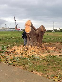 Palermo, “veglia” per l'albero abbattuto al Foro Italico