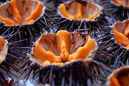 Siracusa, multa salata per pescatori di ricci: 12 mila €