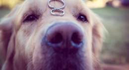 "Vuoi sposarmi"? E la proposta arriva con la complicità del cane