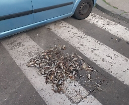 Catania, in via Patanè anche i pesci... sulle strisce pedonali