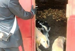 Zafferana, liberati dai carabinieri ventitré cani tenuti in segregazione