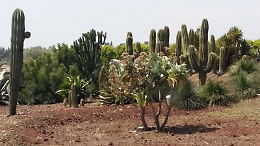 A Giarre il Radicepura Garden Festival, show di giardini, artisti e paesaggi