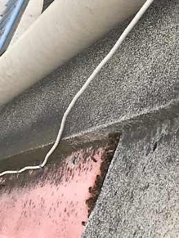 Catania, Villaggio Sant'Agata: da due anni invaso dalle api