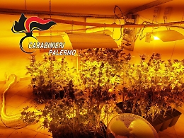 Piantagione di canapa a conduzione familiare: genitori arrestati e figli denunciati