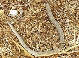 Aragona, la situazione igienico sanitaria è allarmante