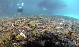 La plastica ricopre i fondali di Sicilia
«Siamo una discarica sottomarina»