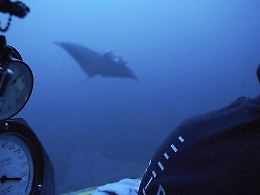 Ragazzo genovese punto da manta velenosa: ha muscoli paralizzati