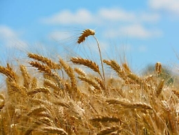 Tutti alla riscoperta dei grani antichi