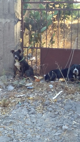 Catania, abbandona due pit bull Denunciato per maltrattamenti
