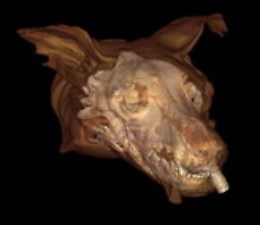 Tac e risonanze hi-tech per cani e gatti, mercato in crescita