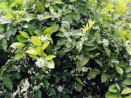 Itinerari, sulle vie della zagara