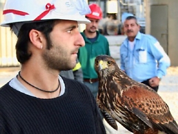 Falchi a caccia di piccioni: ecco un’impresa che vola