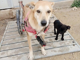 "Mamme cuore", con raccolta nazionale, salvano meticcio paralizzato