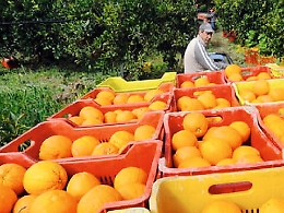 Sos dei produttori agrumicoli: «Crisi, virus Tristeza e siccità: aiutateci»