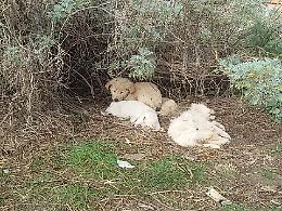 Adrano, strage di cuccioli e i sopravvissuti vegliano i morti