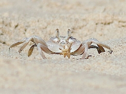 Menfi, filmato il "granchio fantasma"