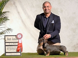 Ophelia, il bassotto pi&ugrave; bello del mondo, &egrave; di Modica