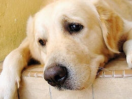 Amico a 4 zampe smarrito? In aiuto c'è il pet detective