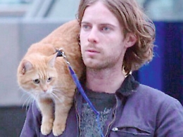 Bob, il gatto che ha salvato chi lo ha salvato