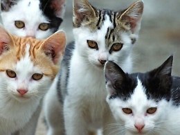 La "psicologa" dei gatti: &laquo;Creare a casa un mondo che sia a misura di felino per evitare disagi e stress&raquo;