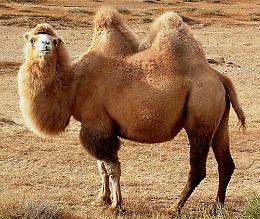 I cammelli degli Emirati saranno curati in Sicilia