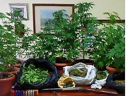 Mascalucia, a casa aveva una piantagione di marijuana: arrestato