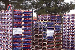 Uova, patate e pistacchi: cos&igrave; in Sicilia entra di tutto