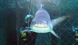 Squali: l'allarme corre sui social Frequenti gli avvistamenti