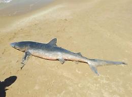 Squalo di 2,5 metri spiaggiato a Scoglitti