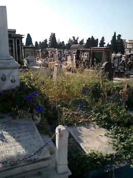 Non è la savana, ma il cimitero di Catania
