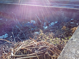 Catania, operatori "ripuliscono" terreno del Comune