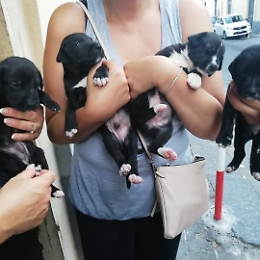Catania, Librino: Trovati vicino un cassonetto quattro cuccioli di cane