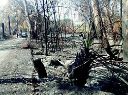 Catania, Il Boschetto della Plaia diventerà finalmente un parco