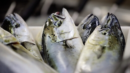 Le Isole Egadi "celebrano" il capone