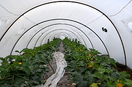 Coltivava zucchine ma anche marijuana, un arresto a Marsala