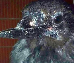 Con stampa 3D becco nuovo per cornacchia, prima in Italia