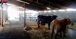 Mattatoio e allevamenti abusivi sequestrati da Nas a Catania