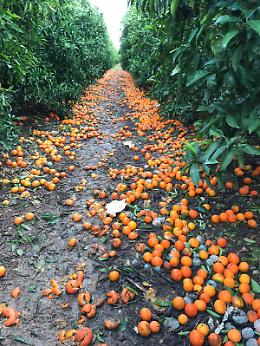 I danni alle colture agrumicole provocati dal maltempo