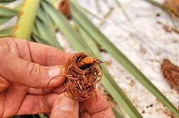 Riparte "guerra" in Sicilia al punteruolo rosso