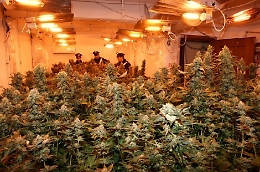Droga, sequestrate tre piantagoni indoor di marijuana