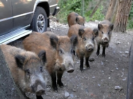 Allarme cinghiali sulle Madonie: «Ormai sono dentro il paese»