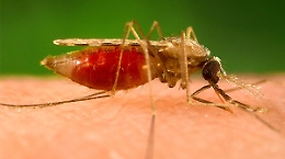 «Malaria qui? Non facciamo allarmismo»