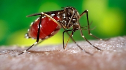 Zanzare non abbandonano città a settembre: uccelli e pipistrelli il miglior rimedio