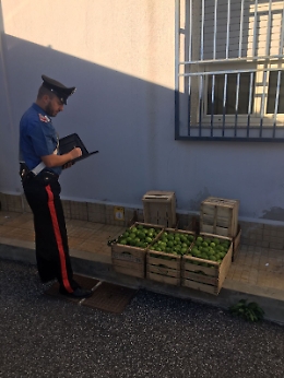 Cassibile, sorpreso mentre ruba cento chili di limoni: arrestato