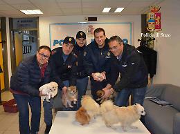 &ldquo;Senza la mamma che li allatta moriranno&rdquo;: Polizia salva 6 cuccioli rubati