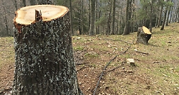 Zii e nipoti rubano legna da area demaniale: quattro arresti